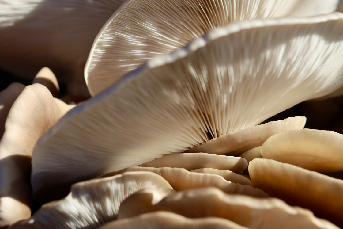 mushroom skincare